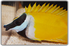 Foxface Rabbitfish